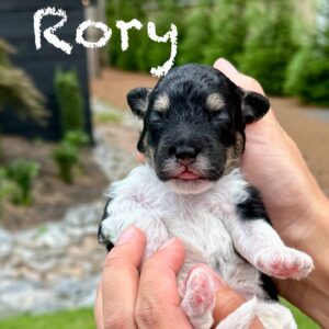 Rory - Tri-Colored Lots of White Female Toy Micro Bernedoodle_