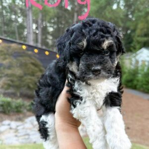 Rory - Tri-Colored Lots of White Female Toy Micro Bernedoodle_