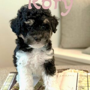 Rory - Tri-Colored Lots of White Female Toy Micro Bernedoodle_