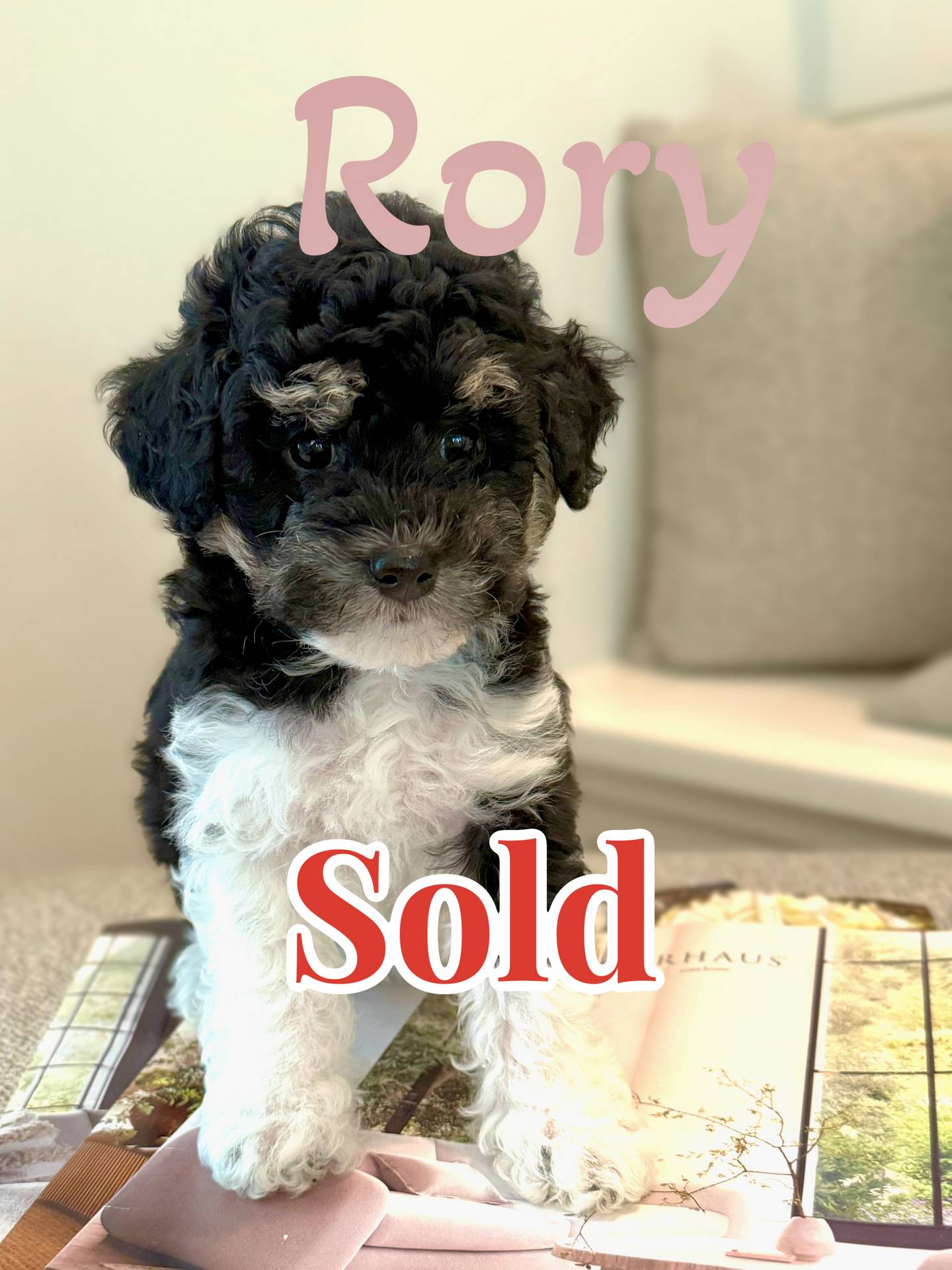 Rory - Tri-Colored Lots of White Female Toy Micro Bernedoodle_Forever Home in Raleigh- NC