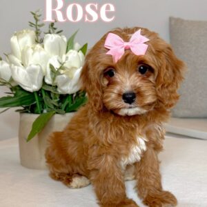 Rose - F Cavapoo Puppy - BPPP