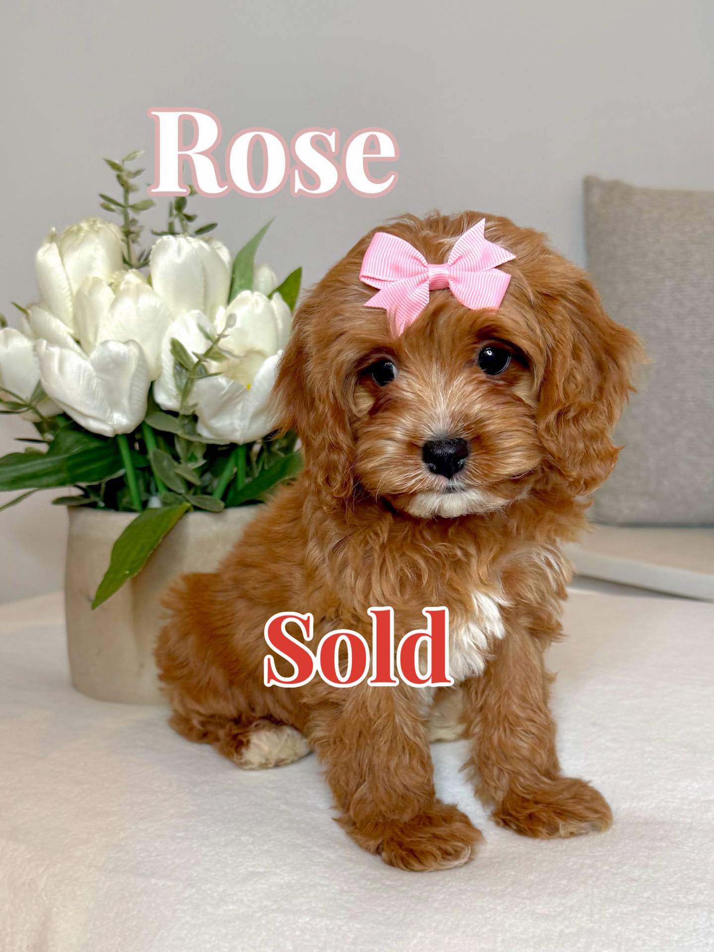 Rose - F Cavapoo Puppy - BPPP - Forever Home in Jupiter- FL