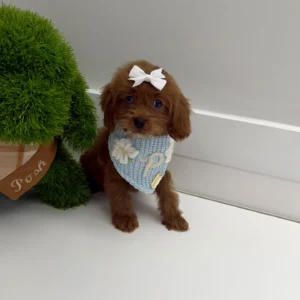 Rose - F Cavapoo Puppy - BPPP Litter --_