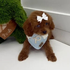 Rose - F Cavapoo Puppy - BPPP Litter --_