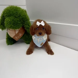 Rose - F Cavapoo Puppy - BPPP Litter --_