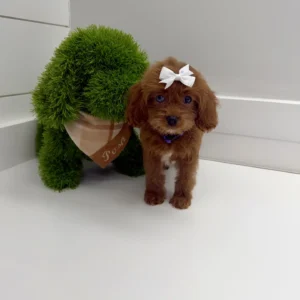 Rose - F Cavapoo Puppy - BPPP Litter --_