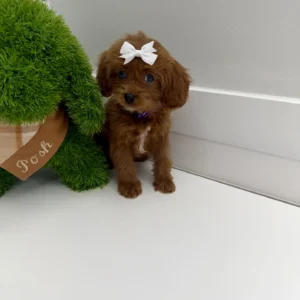 Rose - F Cavapoo Puppy - BPPP Litter --_
