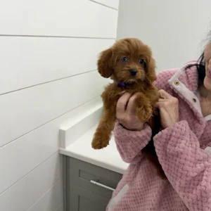 Rose - F Cavapoo Puppy - BPPP Litter --_