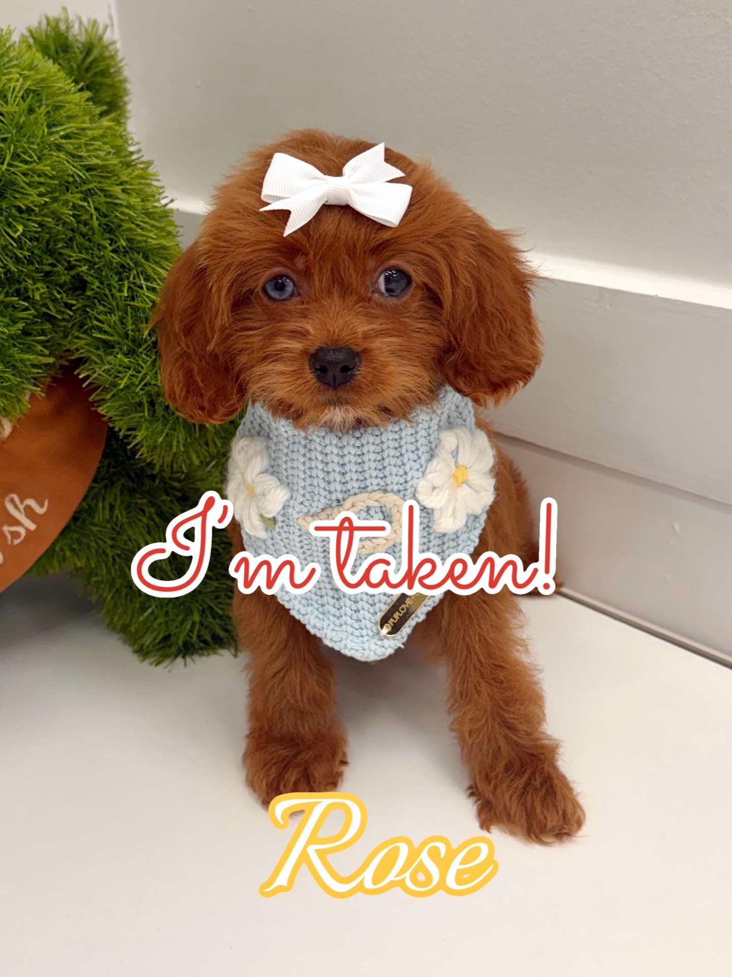 Rose - F Cavapoo Puppy - BPPP Litter --_Forever Home in Monroe- GA
