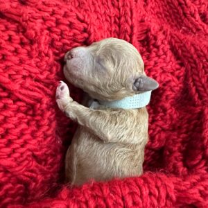 Rose - Red_Apricot - Female - Toy Goldendoodle - Petite Posh Puppies