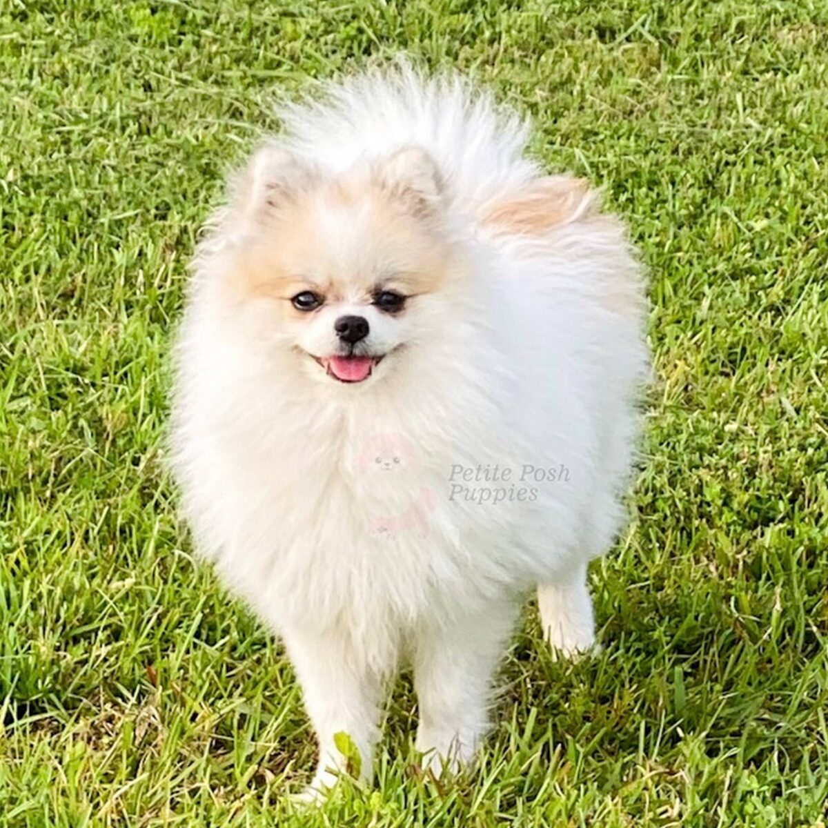 Roxy White Sable Parti Pomeranian AKC Registered Petite Posh Puppies