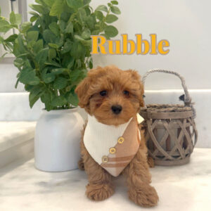 Rubble - Teddy Bear Red Apricot Male ICA FB Teacup Maltipoo - Boutique Petite Posh Puppies