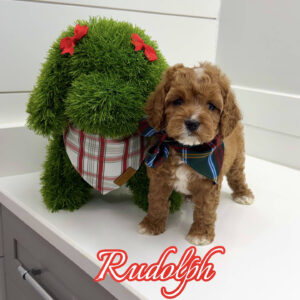 Rudolph - F Cavapoo Puppy - BPPP Litter --_