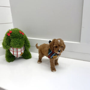 Rudolph - F Cavapoo Puppy - BPPP Litter --_
