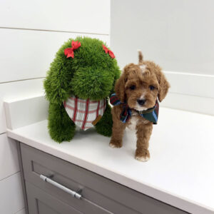 Rudolph - F Cavapoo Puppy - BPPP Litter --_