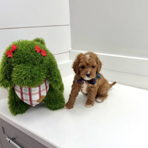 Rudolph - F Cavapoo Puppy - BPPP Litter --_