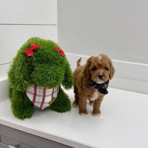 Rudolph - F Cavapoo Puppy - BPPP Litter --_