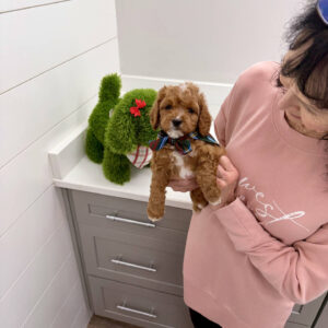 Rudolph - F Cavapoo Puppy - BPPP Litter --_