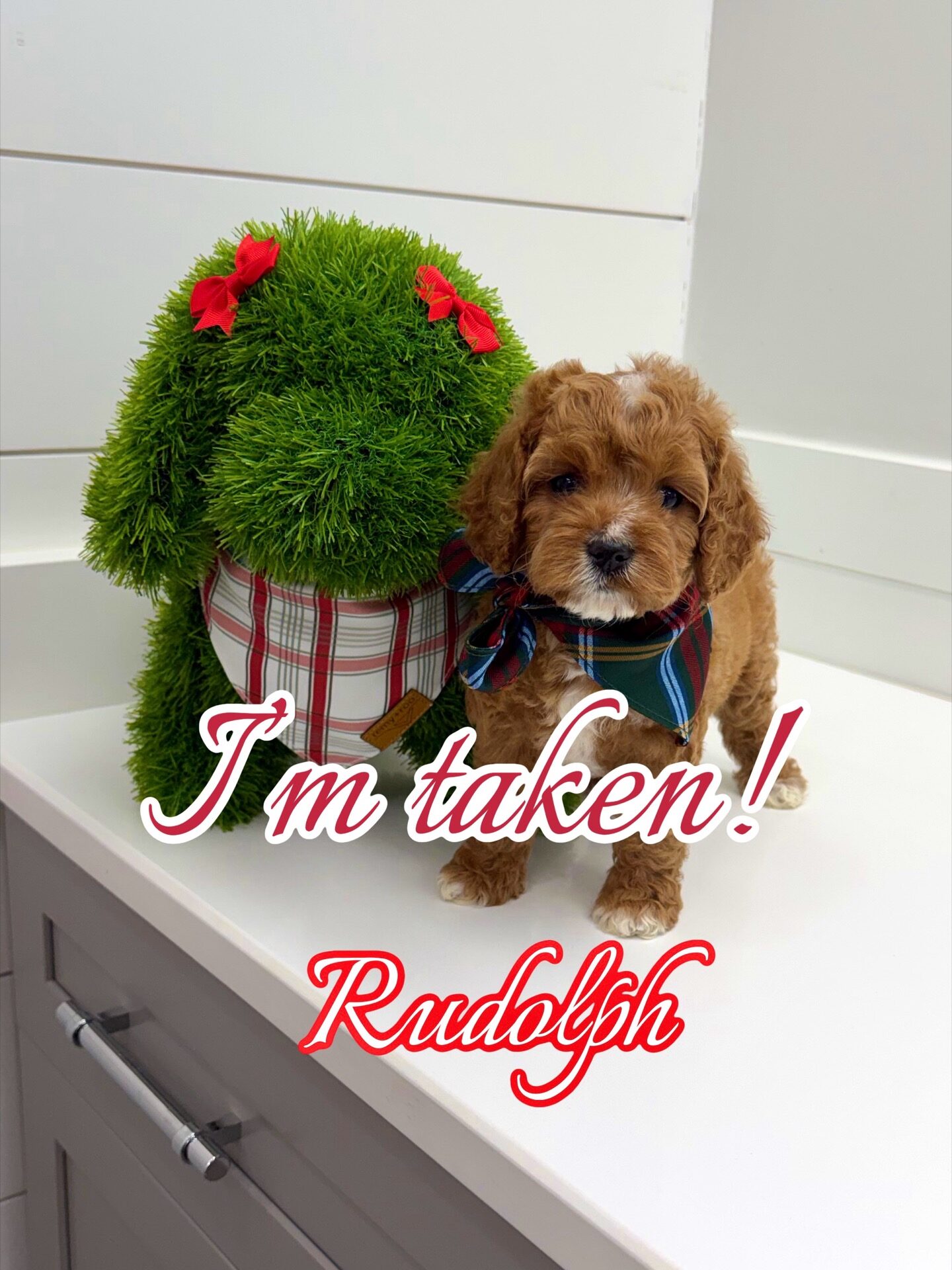 Rudolph - F Cavapoo Puppy - BPPP Litter --_Forever Home in Birmingham AL