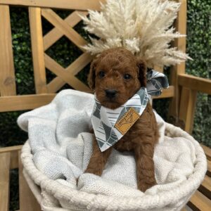 Ryan Red F1B Toy Goldendoodle Male Petite Posh Puppies 01