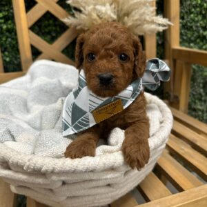 Ryan - Red - FB Toy Goldendoodle - Male - Petite Posh Puppies -