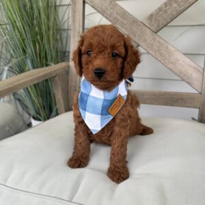 Ryan Red F1B Toy Goldendoodle Male Petite Posh Puppies 03