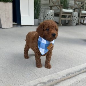 Ryan - Red - FB Toy Goldendoodle - Male - Petite Posh Puppies -