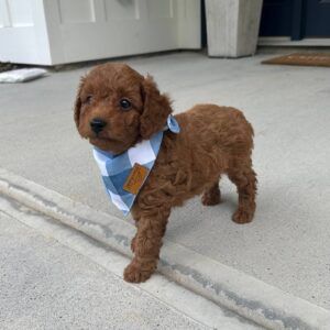 Ryan Red F1B Toy Goldendoodle Male Petite Posh Puppies 05