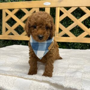 Ryan Red F1B Toy Goldendoodle Male Petite Posh Puppies 06