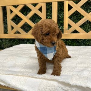 Ryan Red F1B Toy Goldendoodle Male Petite Posh Puppies 07