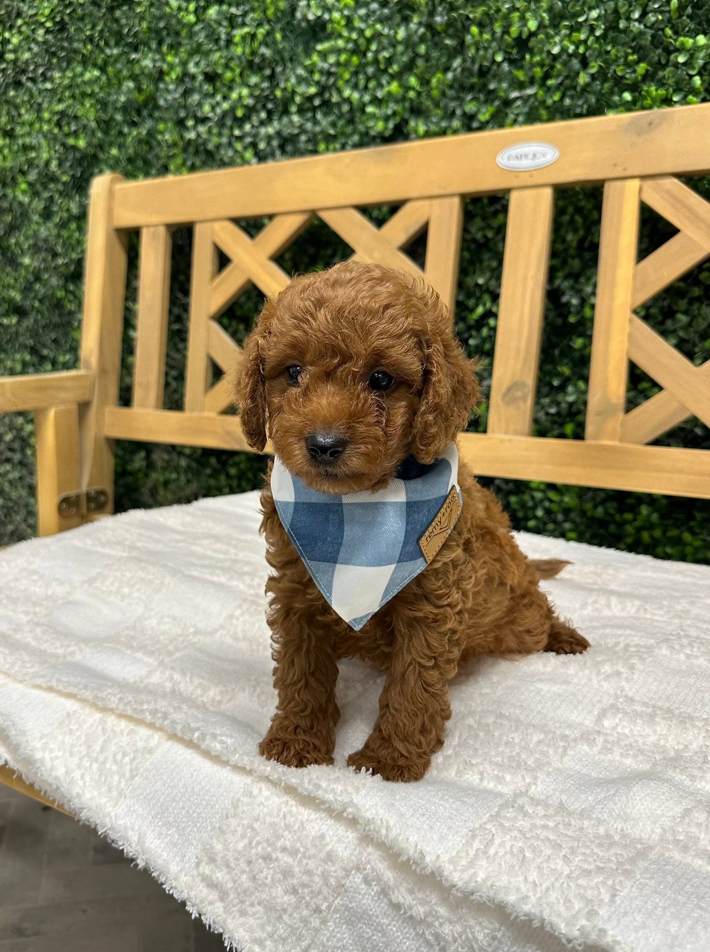 Ryan Red F1B Toy Goldendoodle Male Petite Posh Puppies 08