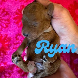 Ryan - Red - FB Toy Goldendoodle - Male - Petite Posh Puppies