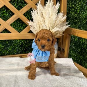 Sailor - Red Apricot FBB Toy Goldendoodle Puppy - Petite Posh Puppies _