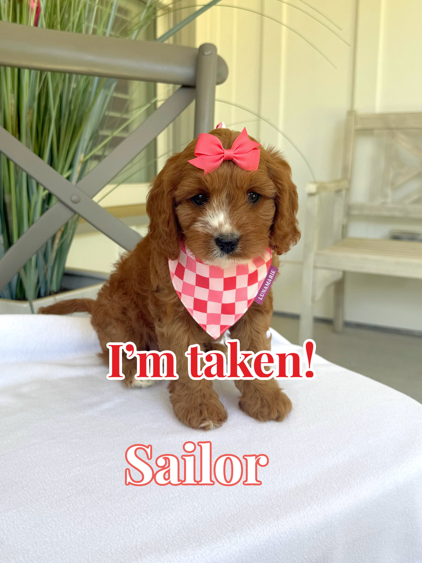Sailor - Toy Cavapoo - Litter --_Forever Home inPoway- CA