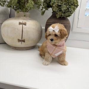 Sally - F Maltipoo Puppy - Litter --_