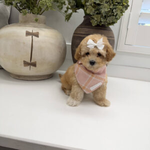 Sally - F Maltipoo Puppy - Litter --_