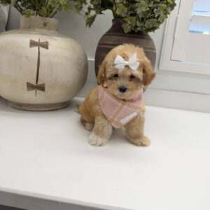 Sally - F Maltipoo Puppy - Litter --_