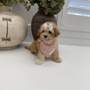 Sally - F Maltipoo Puppy - Litter --_
