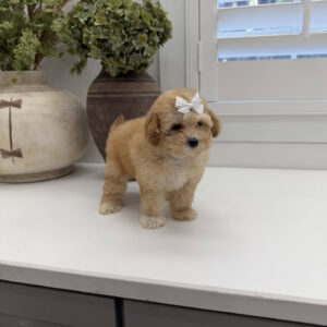 Sally - F Maltipoo Puppy - Litter --_