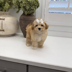 Sally - F Maltipoo Puppy - Litter --_
