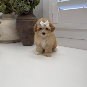 Sally - F Maltipoo Puppy - Litter --_