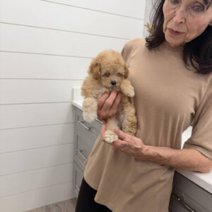 Sally - F Maltipoo Puppy - Litter --_