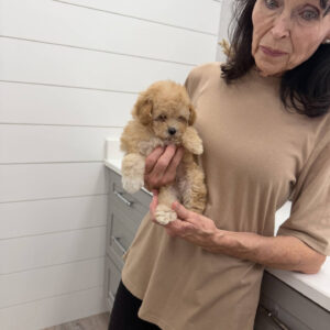Sally - F Maltipoo Puppy - Litter --_