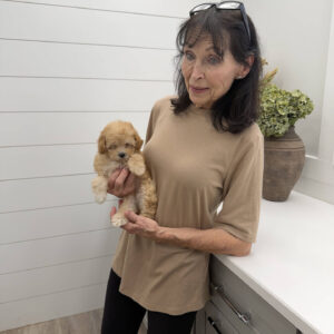 Sally - F Maltipoo Puppy - Litter --_