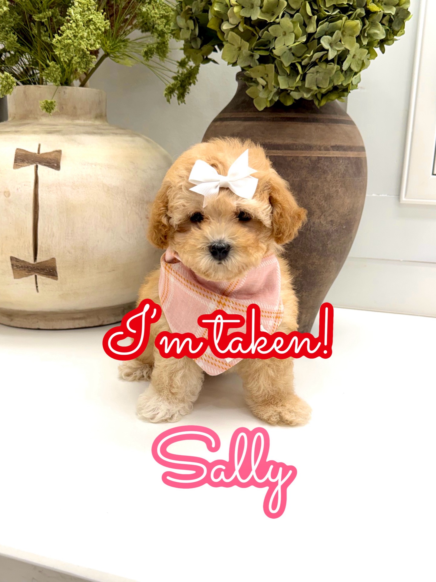 Sally - F Maltipoo Puppy - Litter --_Forever Home in Monroe GA