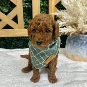 Sam Hunt - FBB Toy Goldendoodle - Petite Posh Puppies