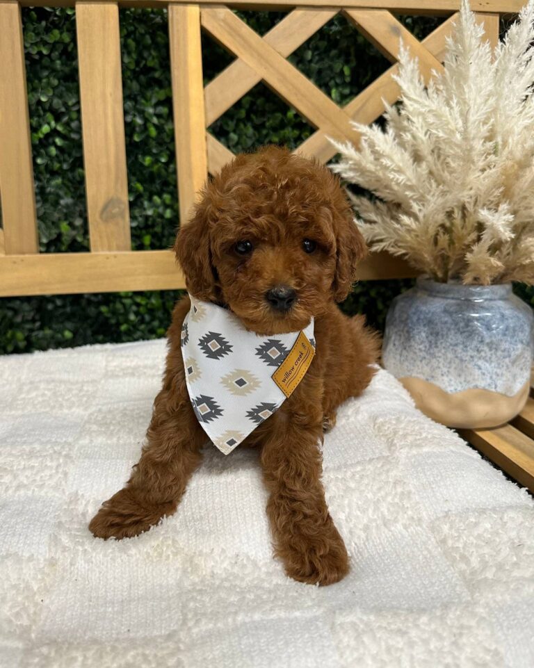Sam Hunt - FBB Toy Goldendoodle - Red - Male - Petite Posh Puppies_