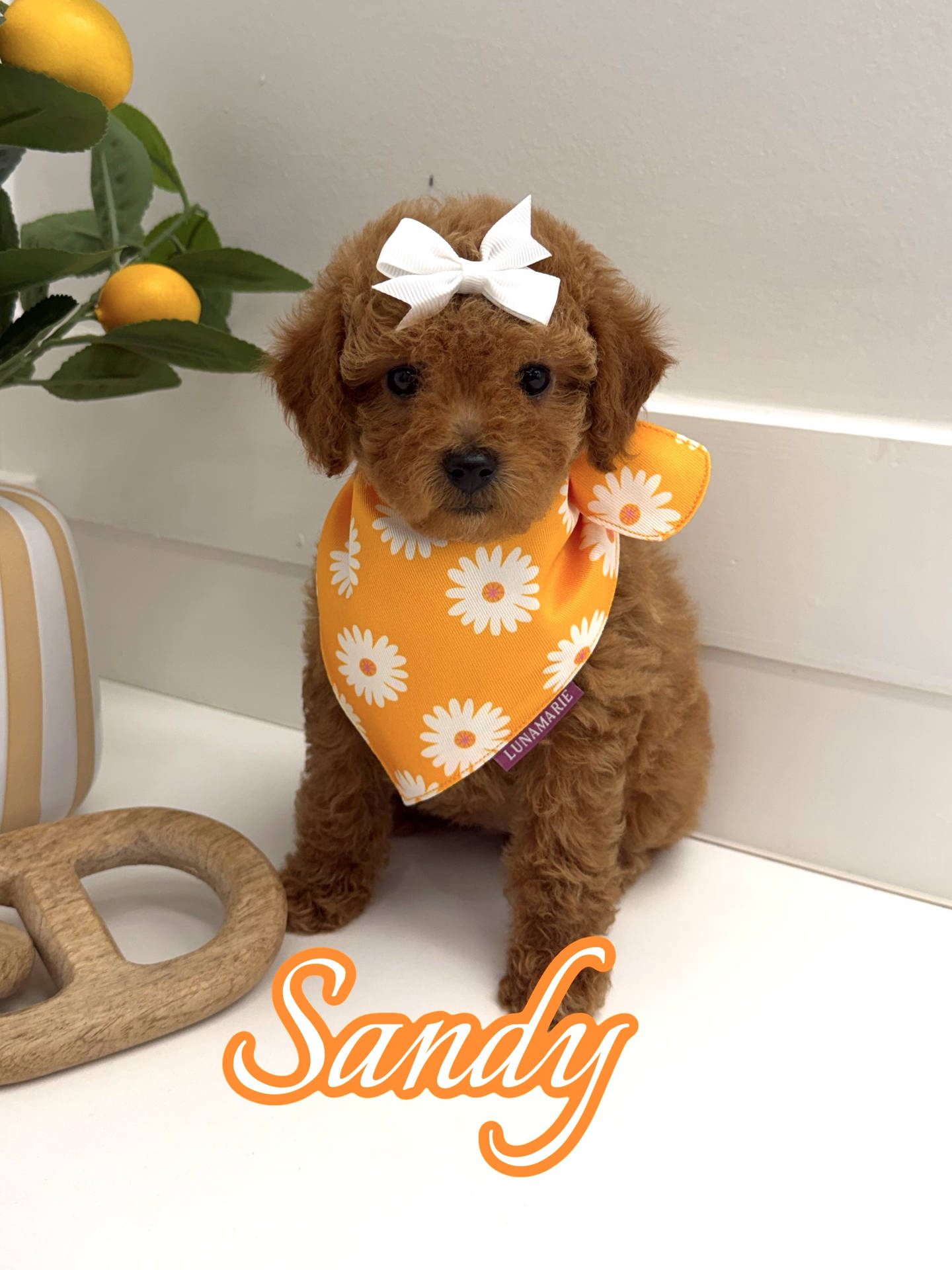 Sandy - FBB Toy Goldendoodle Puppy - BPPP Litter --_