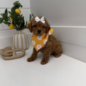 Sandy - FBB Toy Goldendoodle Puppy - BPPP Litter --_