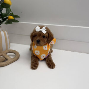 Sandy - FBB Toy Goldendoodle Puppy - BPPP Litter --_
